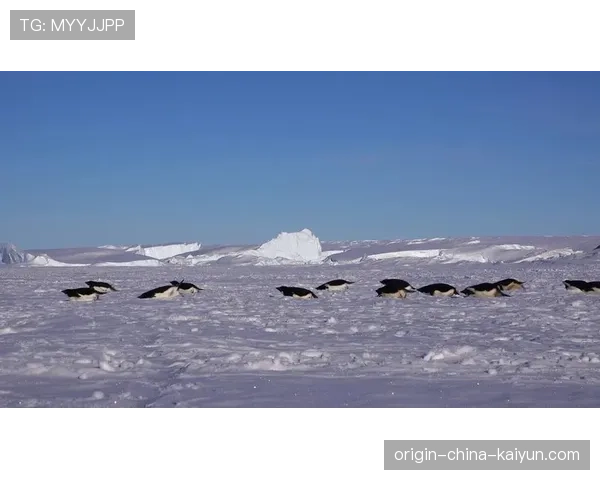 企鹅滑雪赛：南极科考站的冬季娱乐，企鹅滑雪图片大全